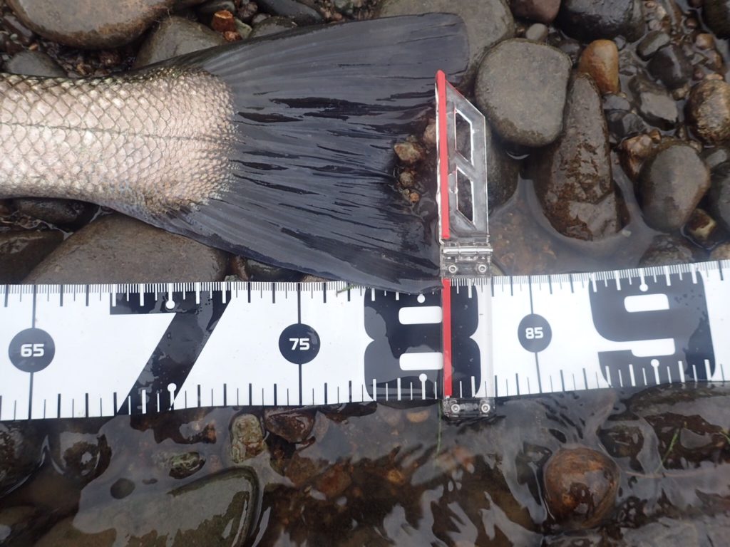 秋田県米代川シーバスダービー4