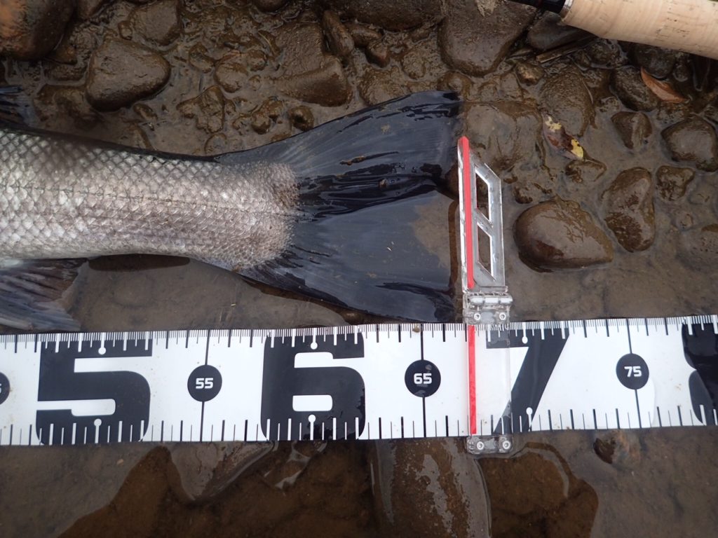 秋田県米代川シーバスダービー3