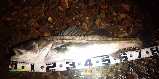 秋田県米代川シーバスダービー2