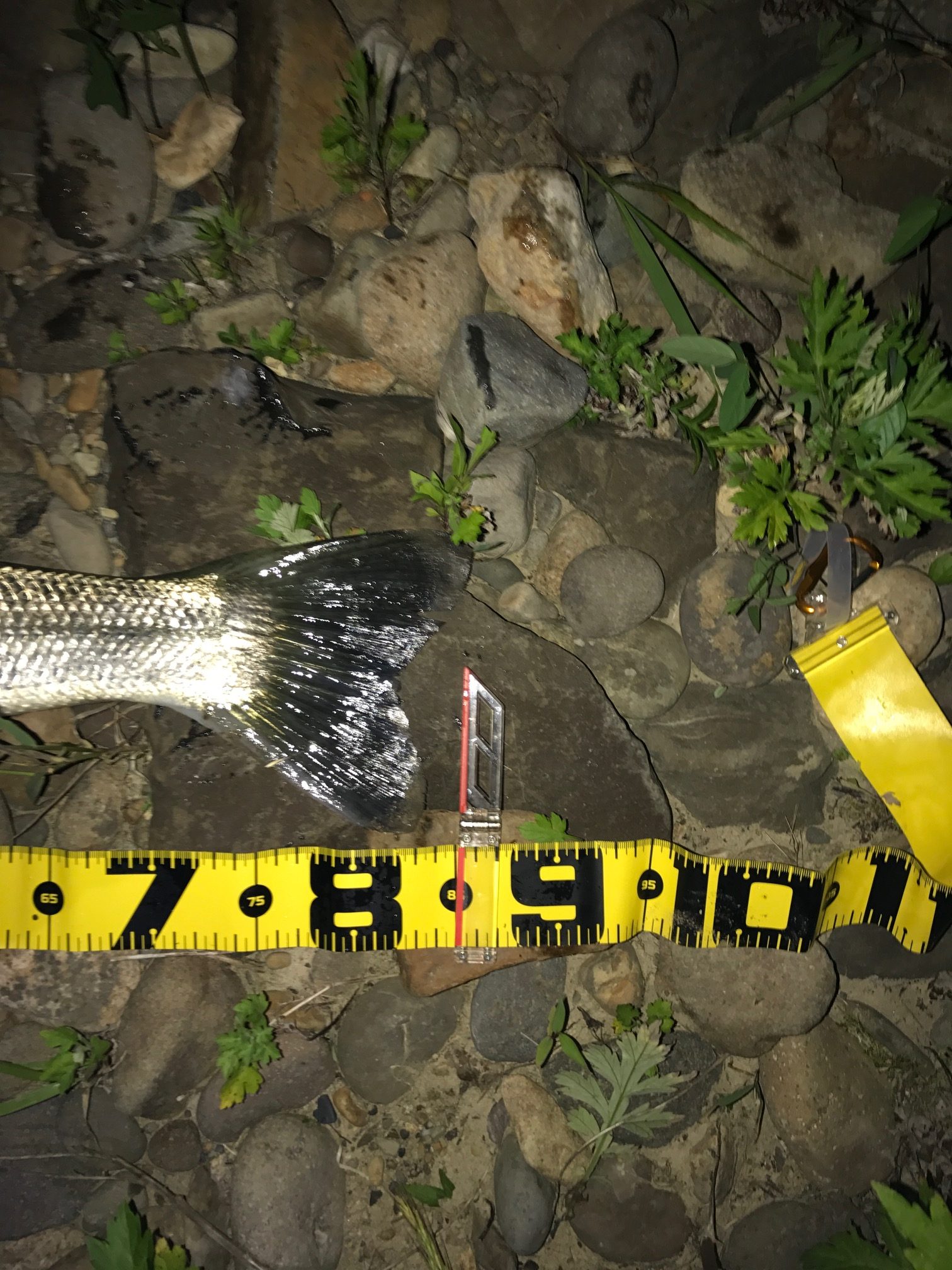 秋田県米代川シーバスダービー3