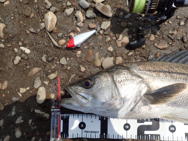 秋田県米代川シーバスダービー3