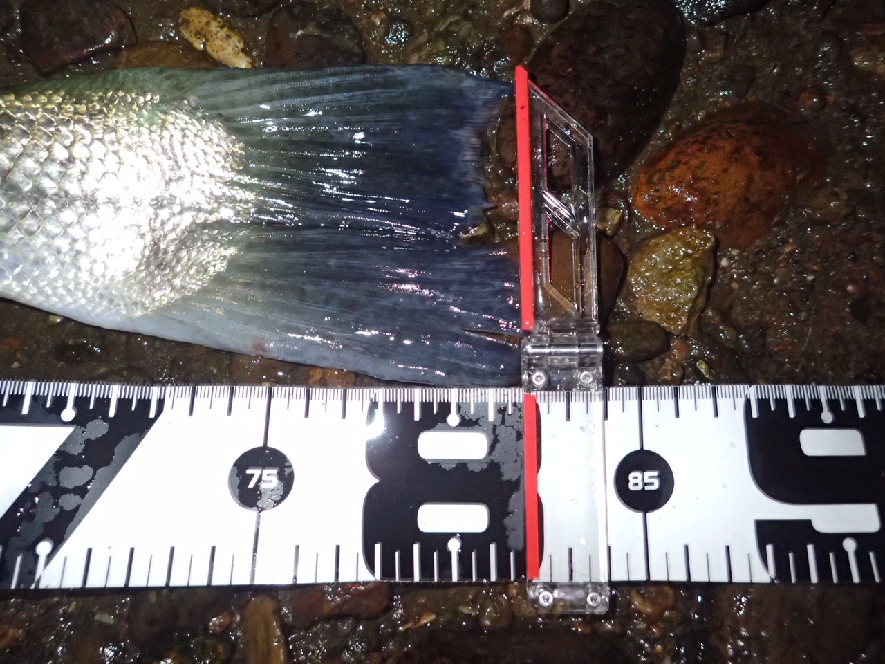 秋田県米代川シーバスダービー4