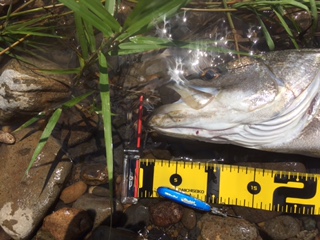 秋田県米代川シーバスダービー3