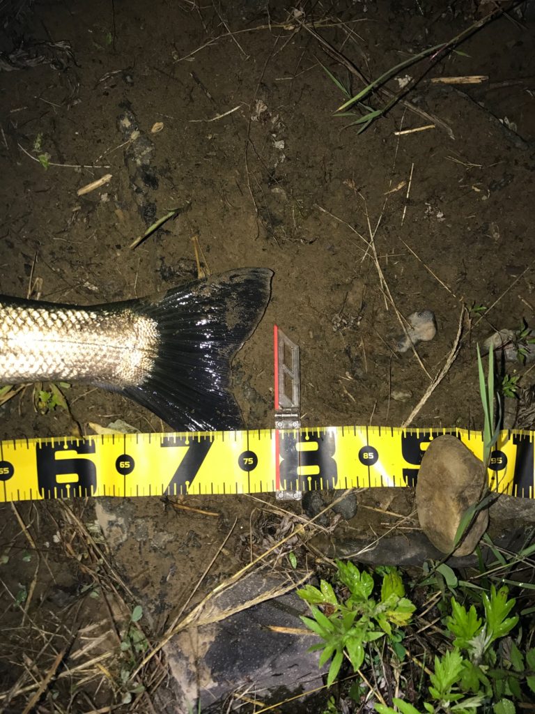 秋田県米代川シーバスダービー3