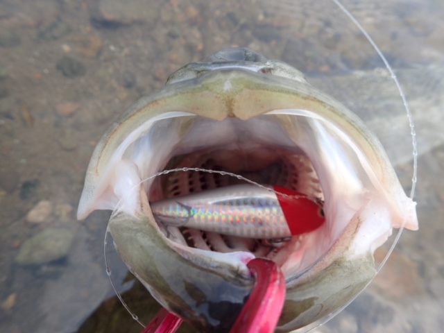 秋田県米代川シーバスダービー1