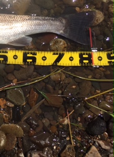 秋田県米代川シーバスダービー4