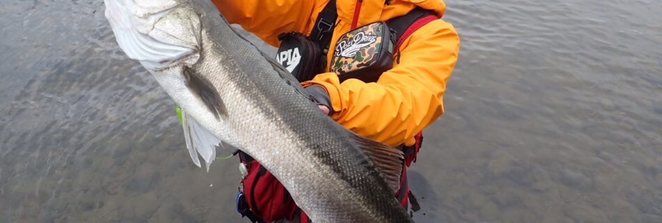 秋田県米代川シーバスダービー1
