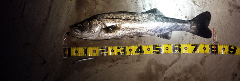 秋田県米代川シーバスダービー1