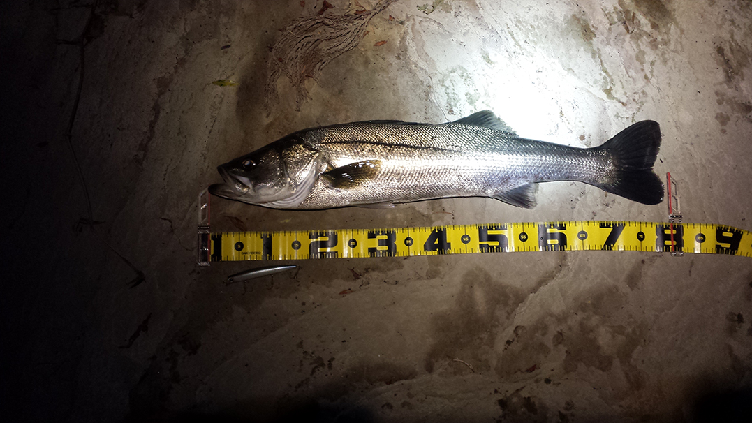 秋田県米代川シーバスダービー1