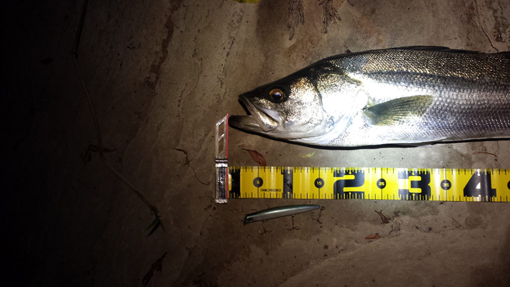 秋田県米代川シーバスダービー2