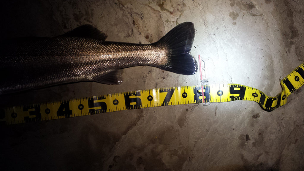 秋田県米代川シーバスダービー3