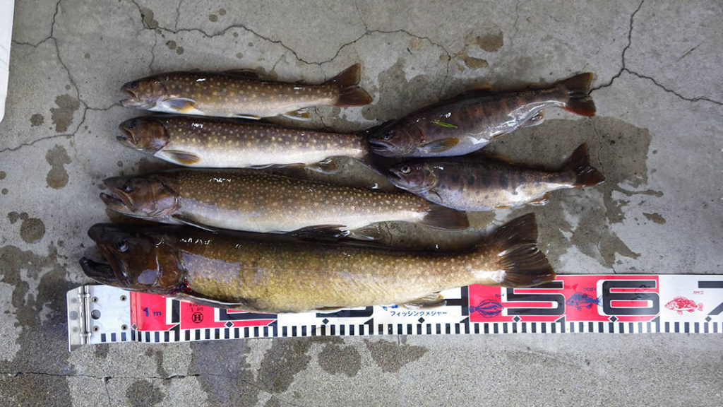 イワナ・ヤマメ3