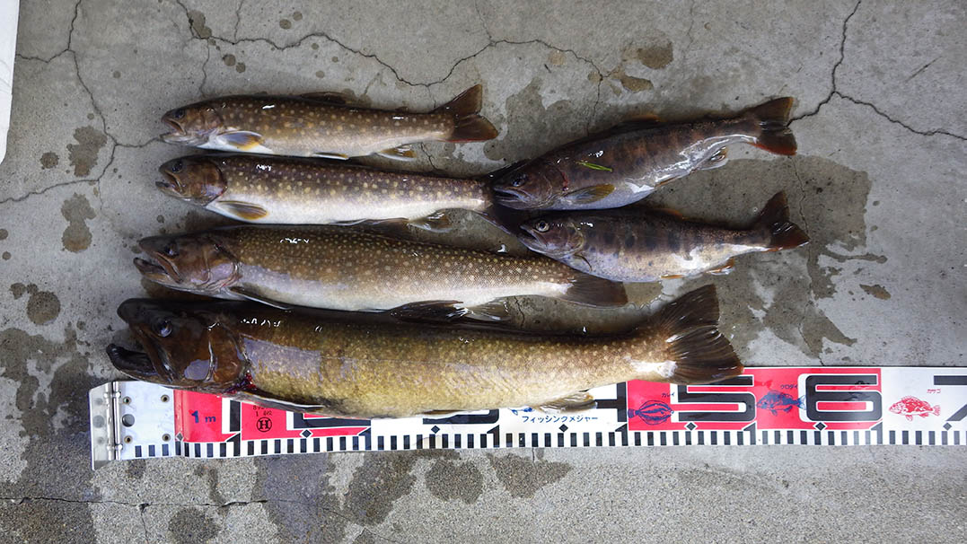 イワナ・ヤマメ3