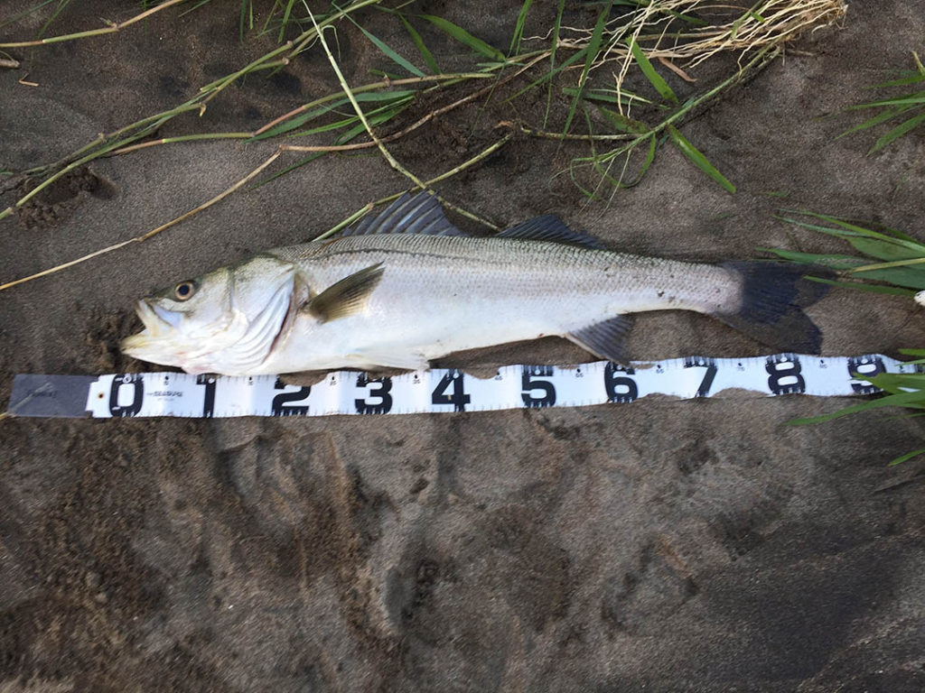 秋田県米代川シーバス