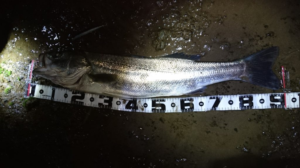 秋田県米代川シーバスダービー1