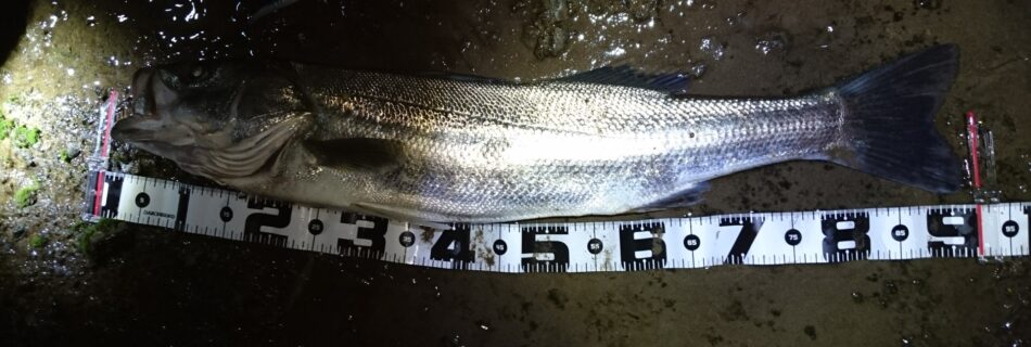 秋田県米代川シーバスダービー1