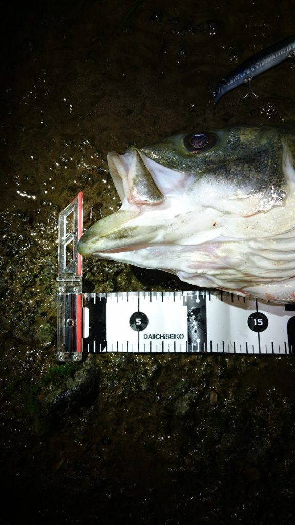 秋田県米代川シーバスダービー2