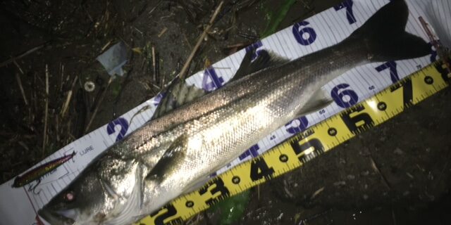 秋田県米代川シーバスダービー1