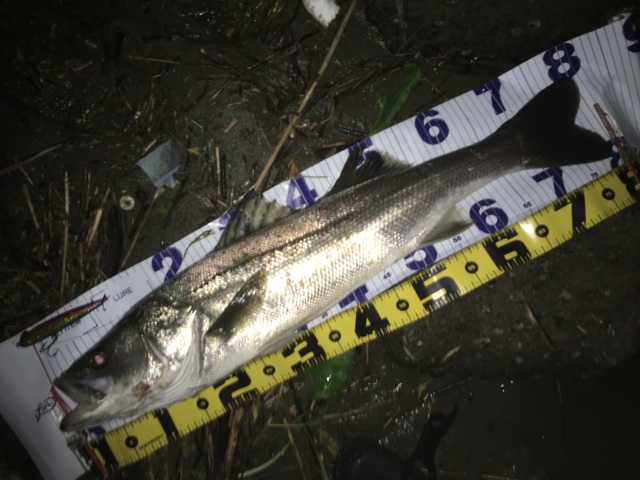 秋田県米代川シーバスダービー1