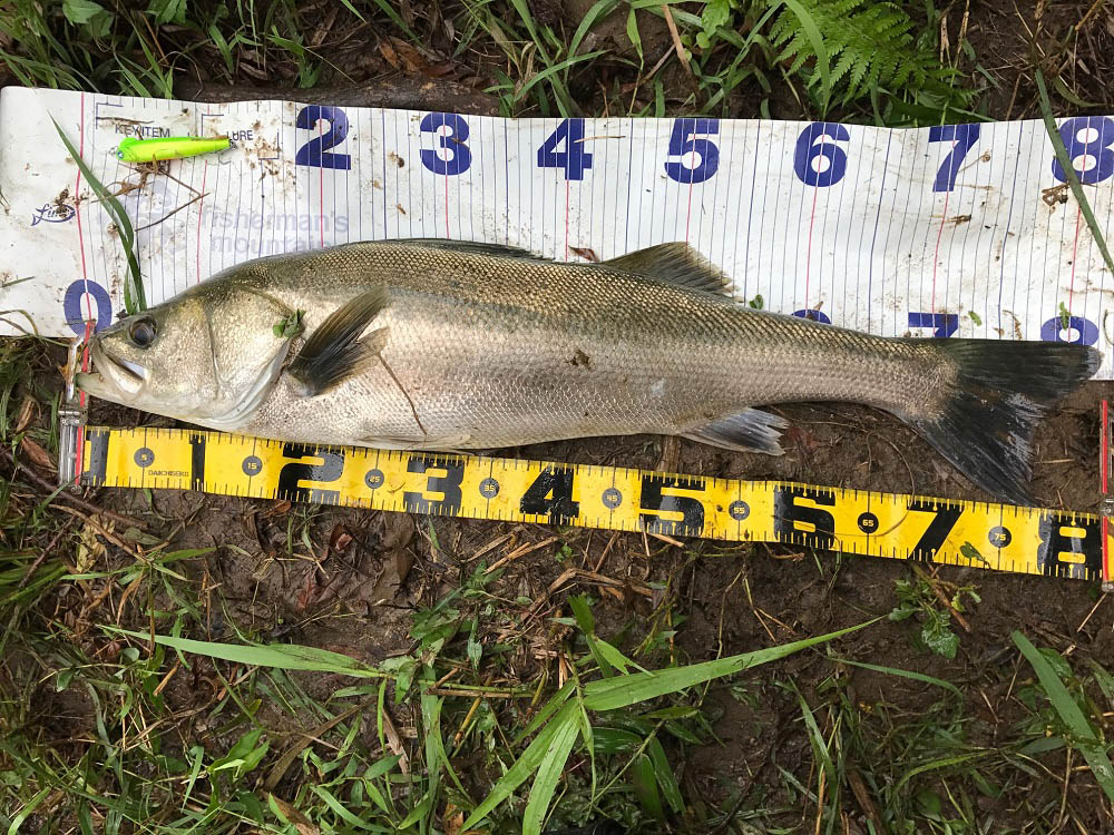 秋田県米代川シーバスダービー1