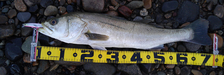 秋田県米代川シーバスダービー1