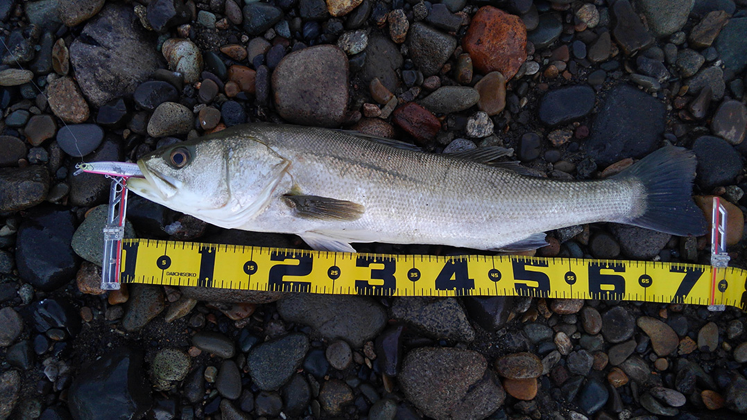 秋田県米代川シーバスダービー1