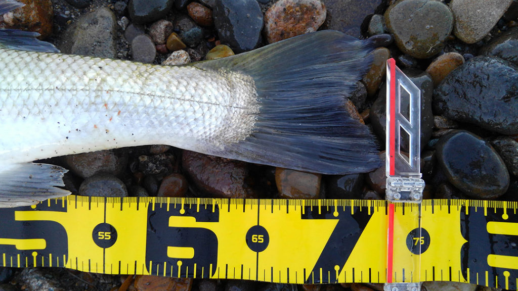 秋田県米代川シーバスダービー2