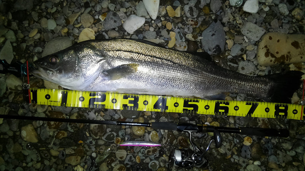 秋田県米代川シーバスダービー2