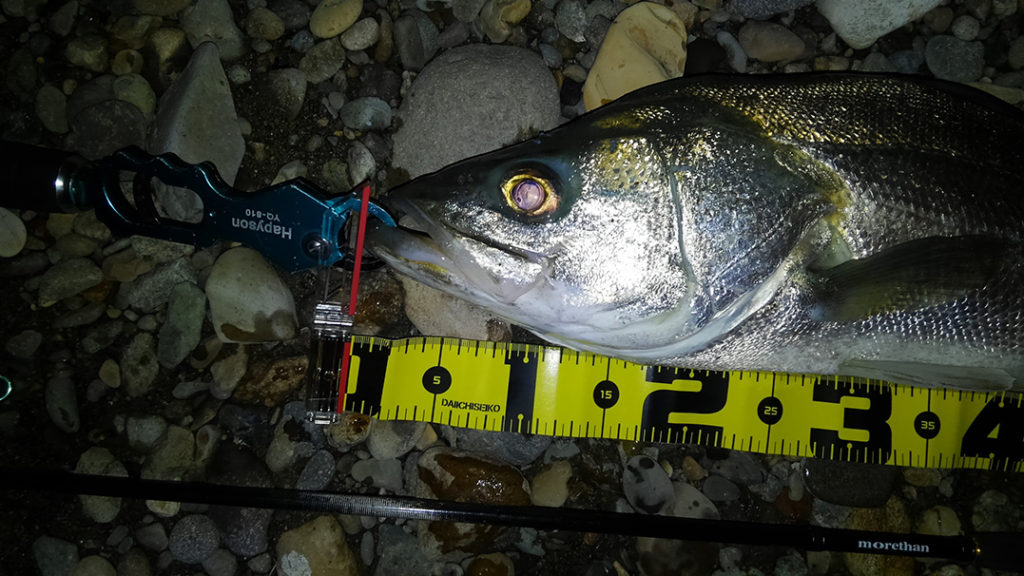 秋田県米代川シーバスダービー3