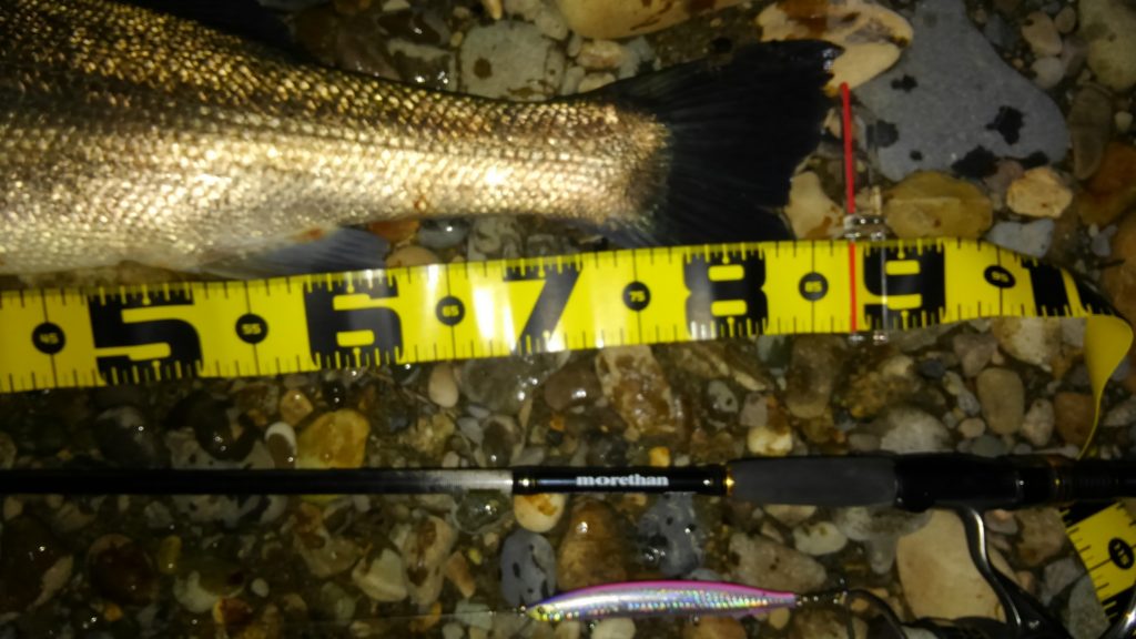 秋田県米代川シーバスダービー4