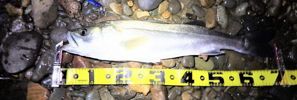 秋田県米代川シーバスダービー1