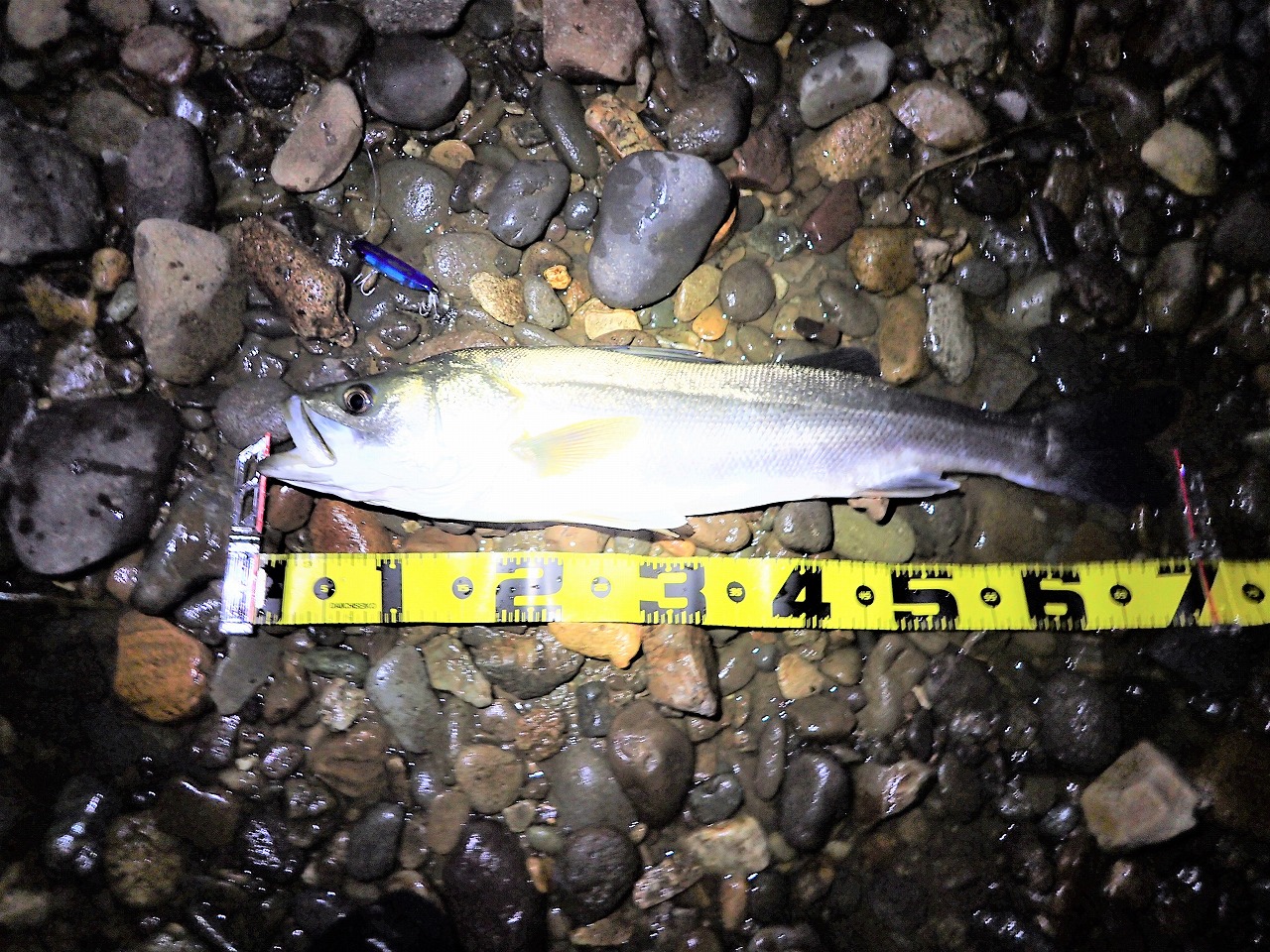 秋田県米代川シーバスダービー1