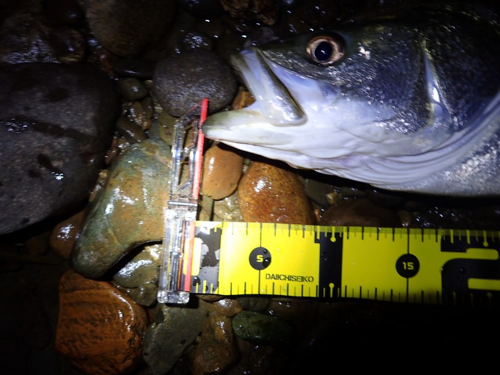 秋田県米代川シーバスダービー2