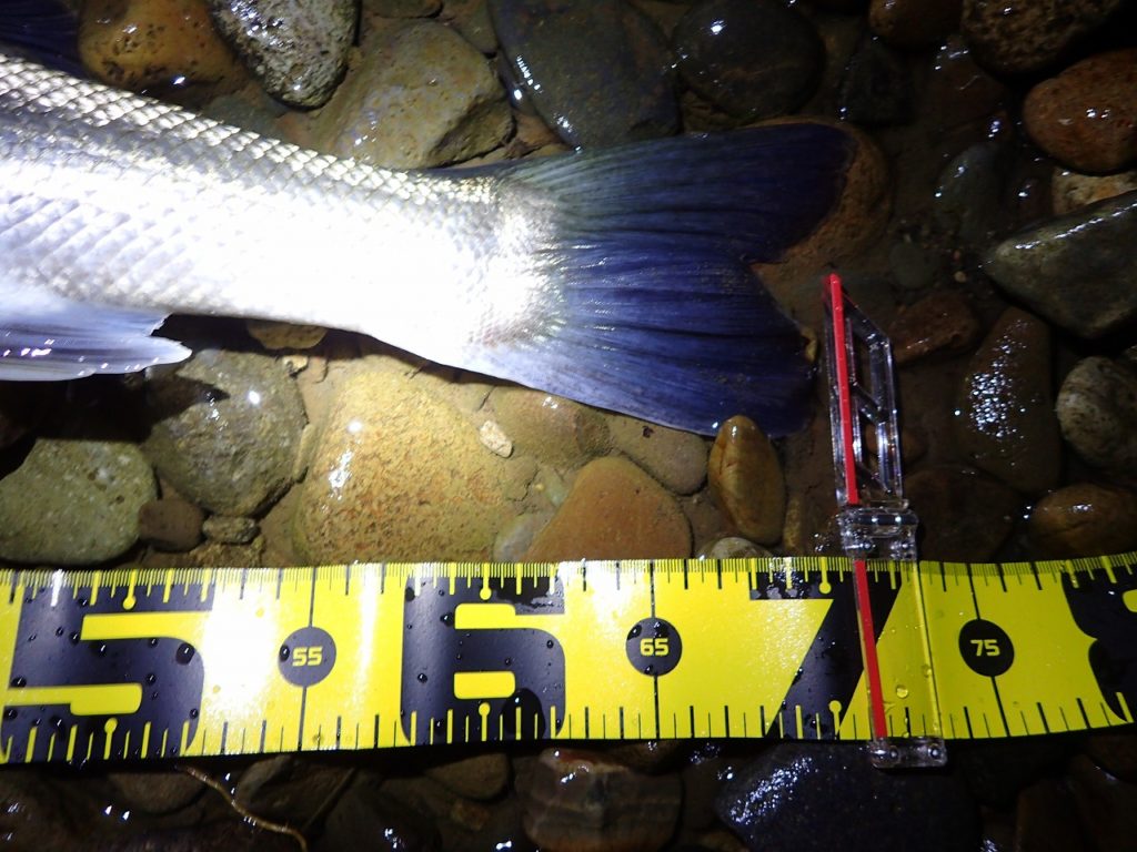 秋田県米代川シーバスダービー3