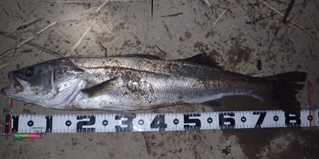 秋田県米代川シーバスダービー1