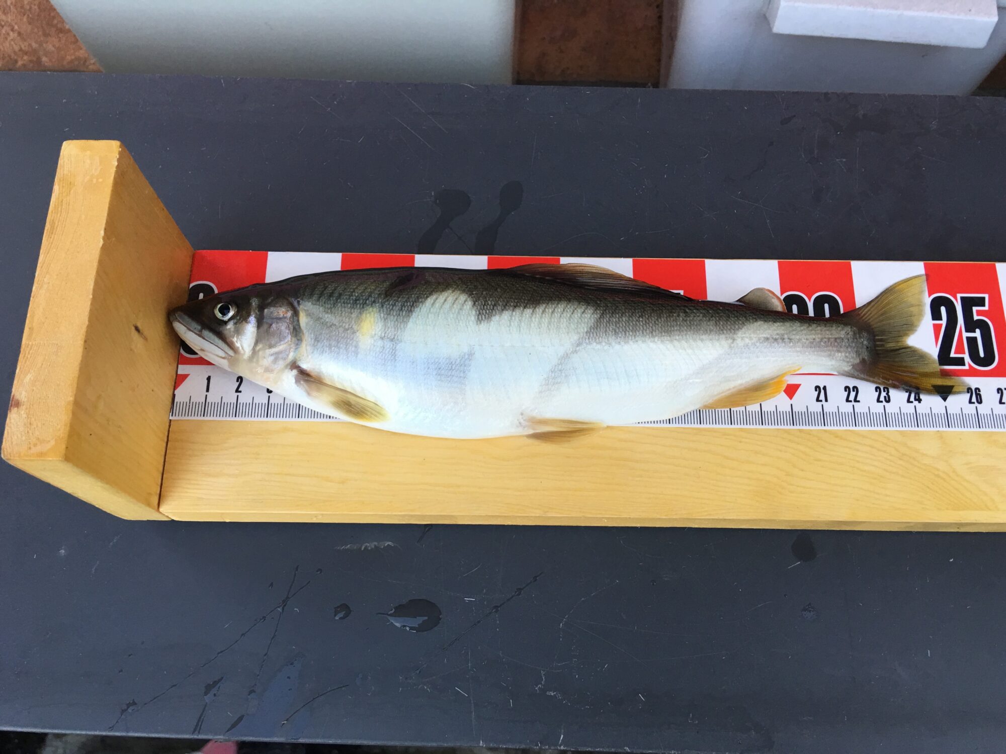 2017年秋田県米代川鮎釣果