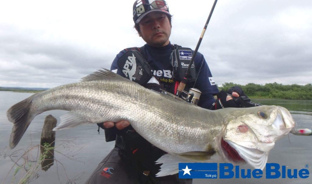 ブルーブルー テスター戸澤さん