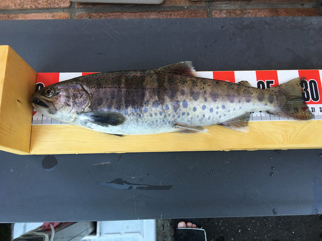 2017年秋田県米代川鮎釣果2