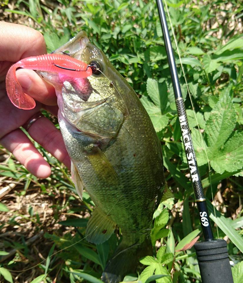 ゲーリーヤマモト ワーム グラブ