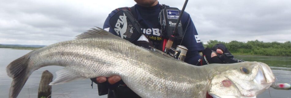 ブルーブルー テスター戸澤さん