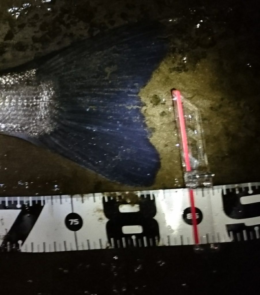 秋田県米代川あシーバスダービー3