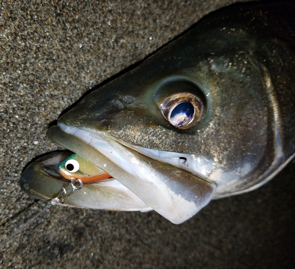 ポジドライブガレージ『フラットフラッター95S』5