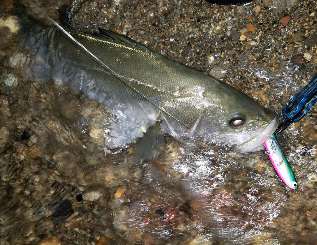 ポジドライブガレージ『フラットフラッター95S』