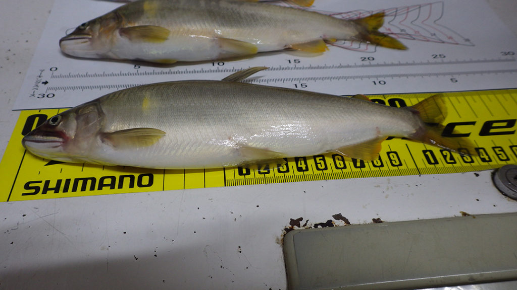 2017年秋田県米代川鮎釣果3