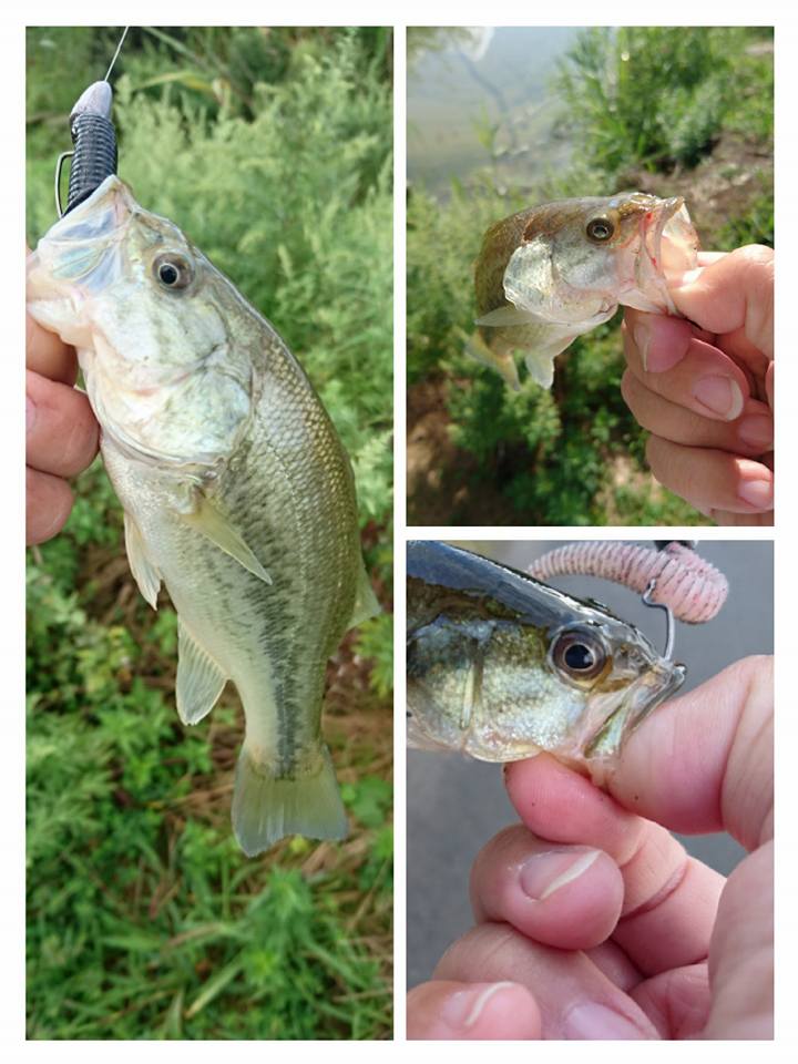 ゲーリーヤマモト レッグワーム2