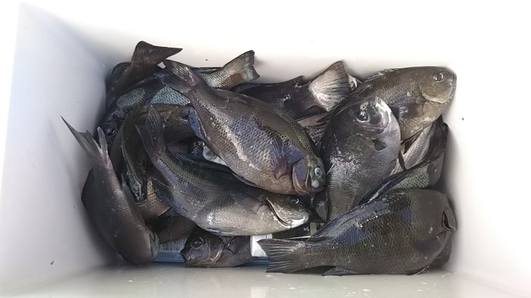 男鹿加茂 政運丸磯釣り4