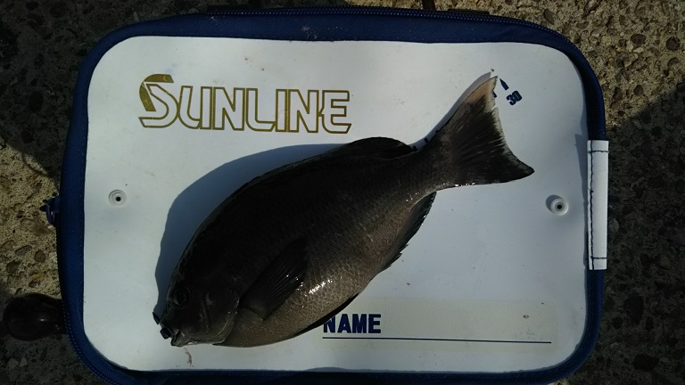 男鹿加茂 政運丸12