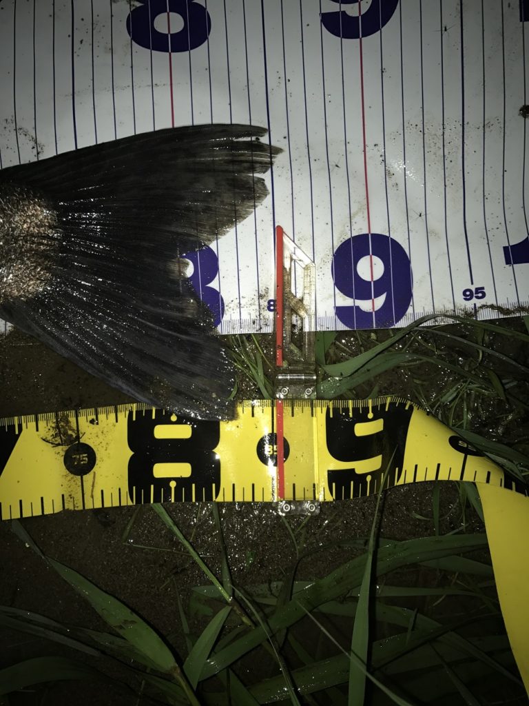 秋田県米代川シーバスダービー3