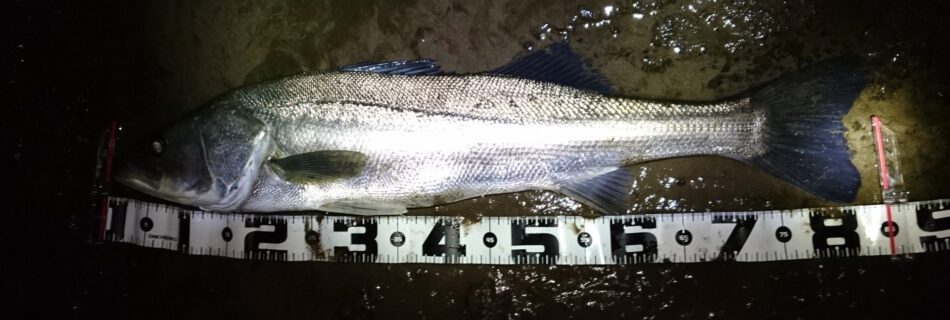 秋田県米代川あシーバスダービー1