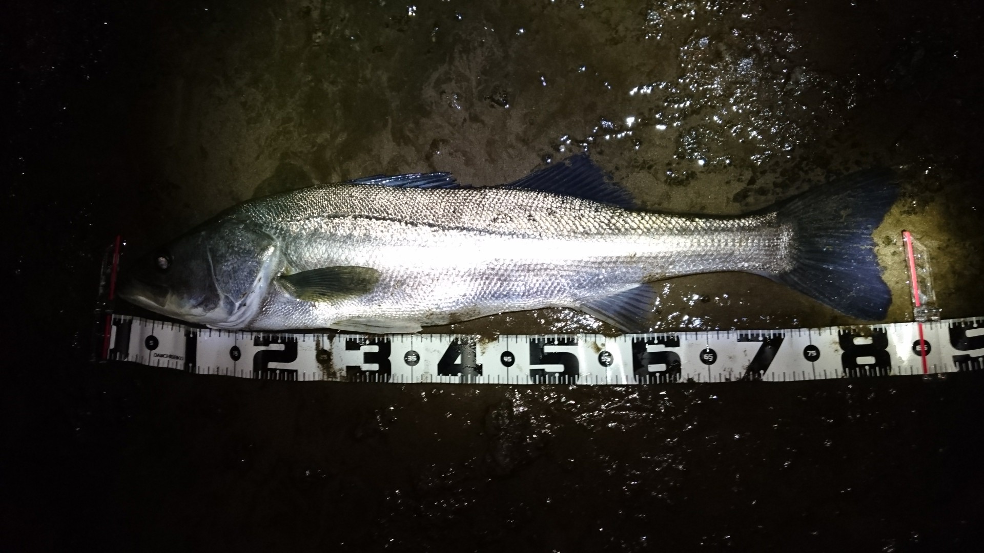 秋田県米代川あシーバスダービー1